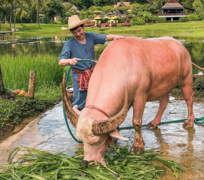奢華渡假村內享受自由時光(推薦參加水牛洗澡、體驗插秧等免費活動)→泰式下午茶時光(兩人一套)